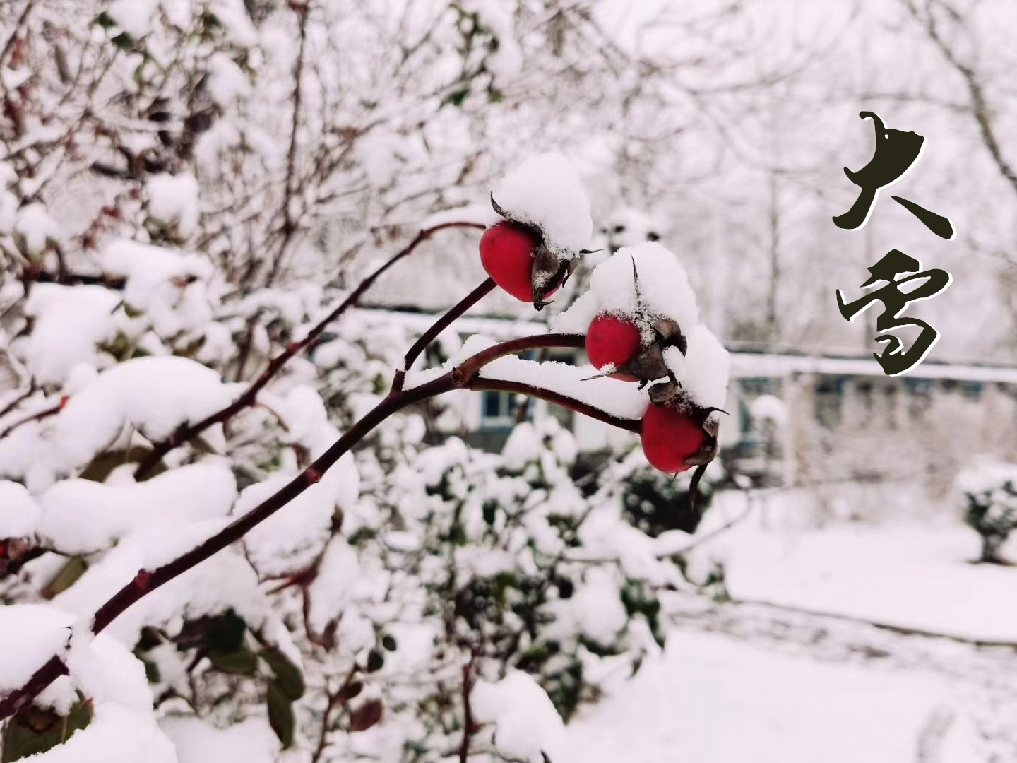 大雪 ▎萬象曉一色，皓然天地中